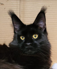 ICH. Dreamcoon Cattery Vooper